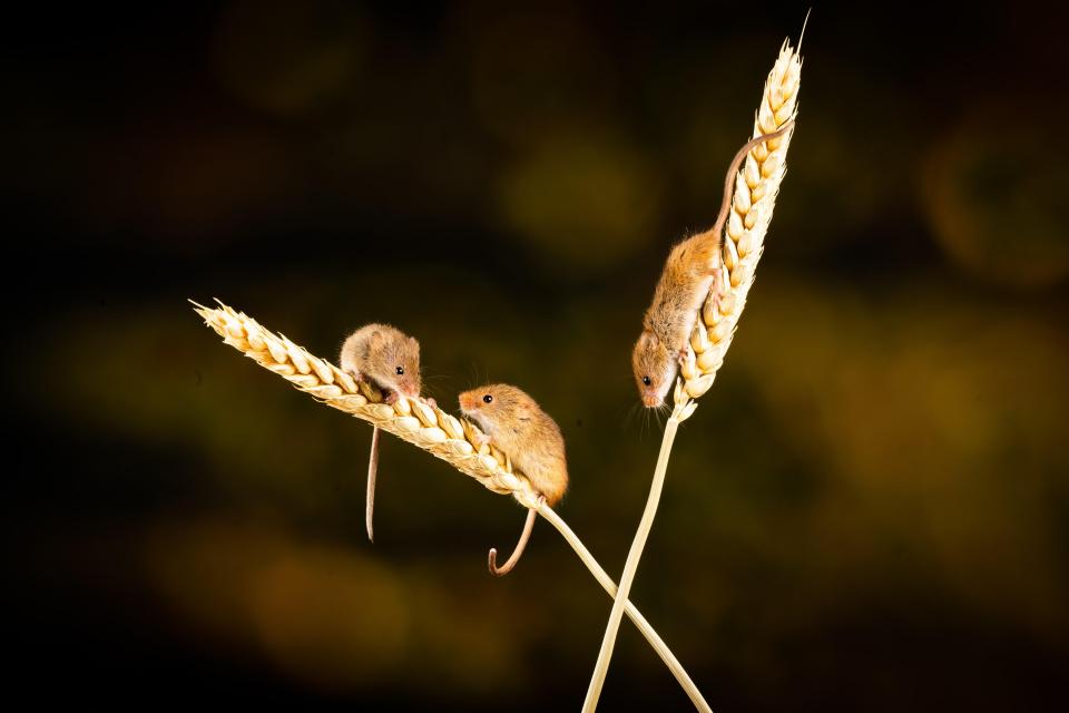 Three mice perched on two stalks of grain.